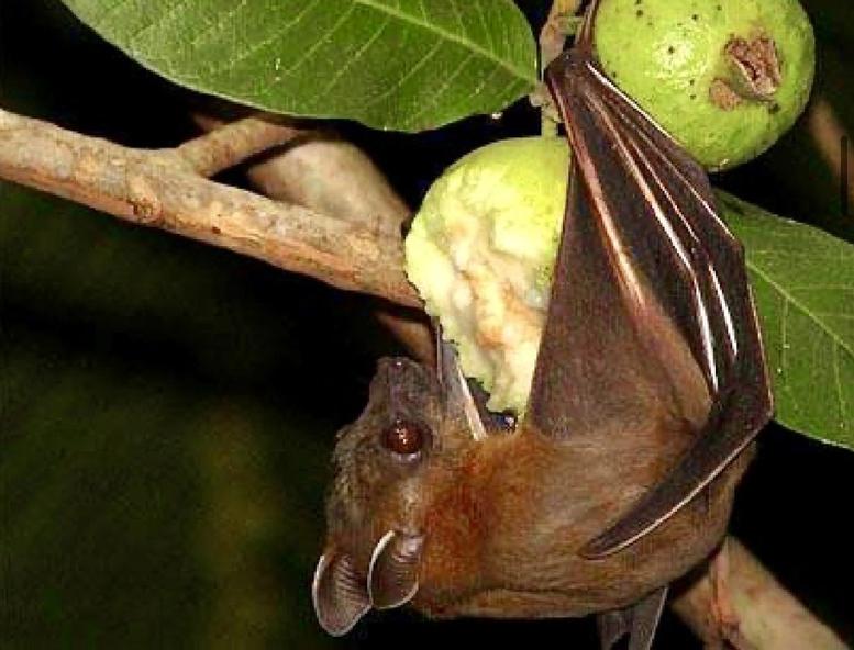 Bộ Y tế khuyến cáo không tiếp xúc, ăn thực phẩm từ động vật hoang dã để phòng bệnh do virus Nipah- Ảnh 1.